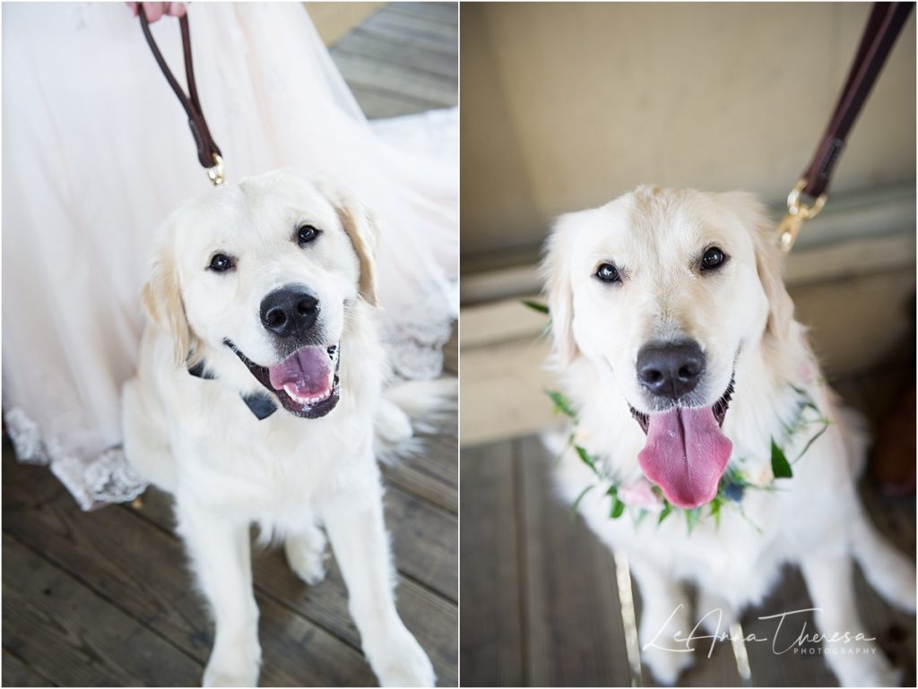 wedding photos with dogs 